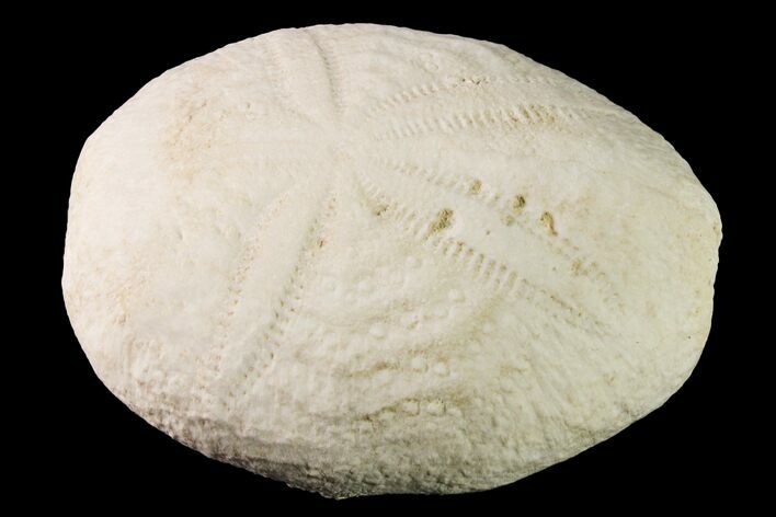 Fossil Sea Urchin (Eupatagus) - Florida #161287